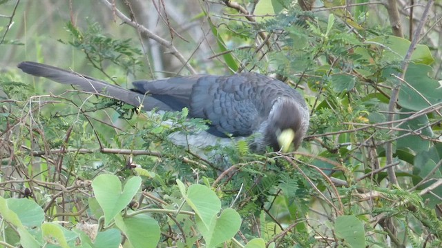 Eastern Plantain-eater - ML613550762