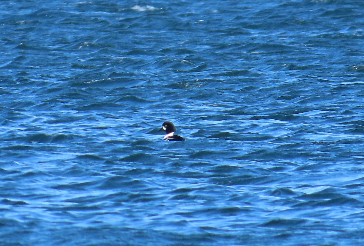 Barrow's Goldeneye - Ernie LeBlanc