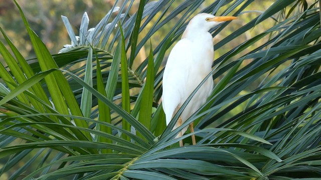 Western Cattle Egret - ML613550774