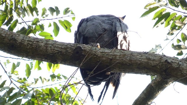 African Harrier-Hawk - ML613550777