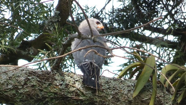 Lizard Buzzard - ML613550783