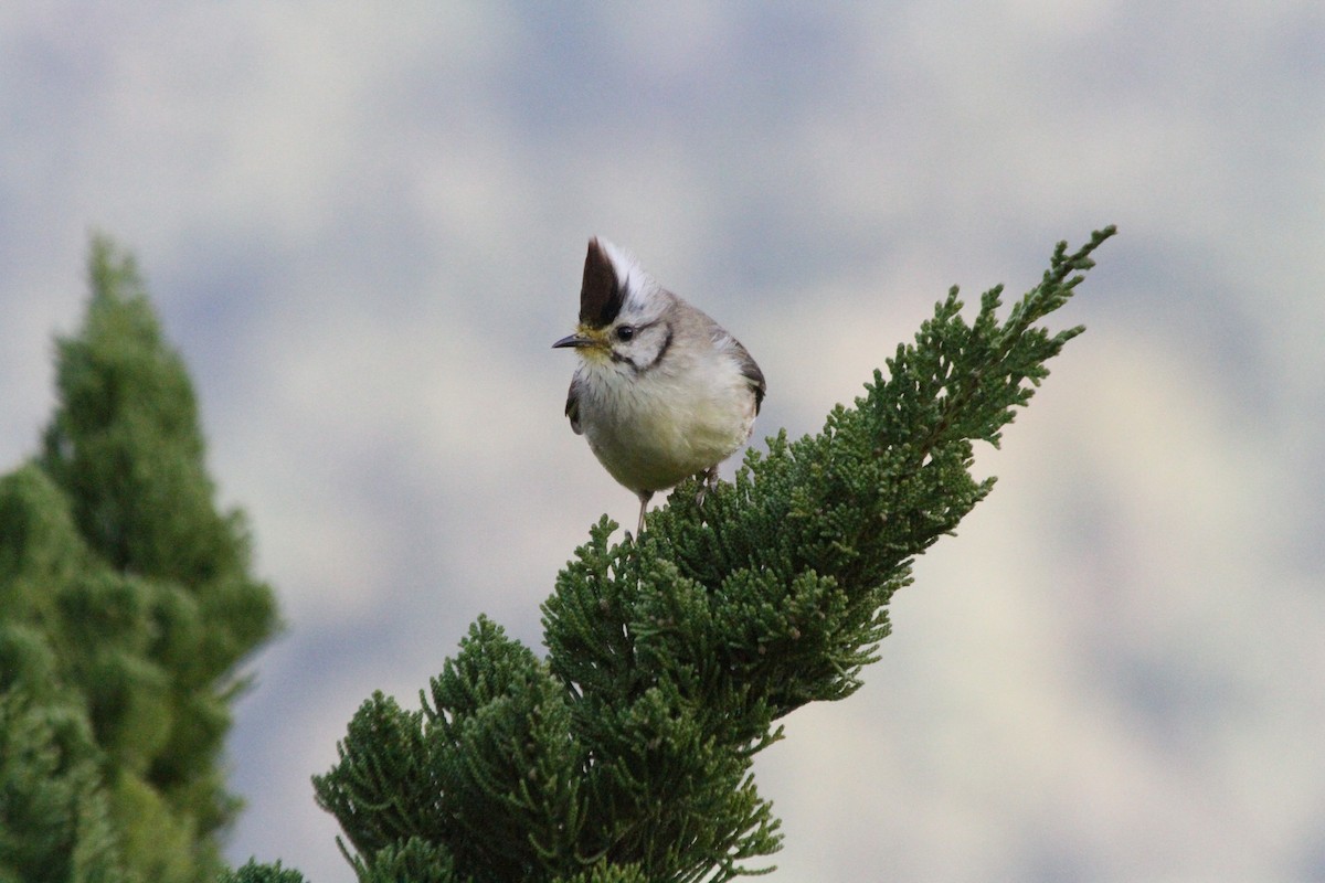 Taiwan Yuhina - Leo Chang