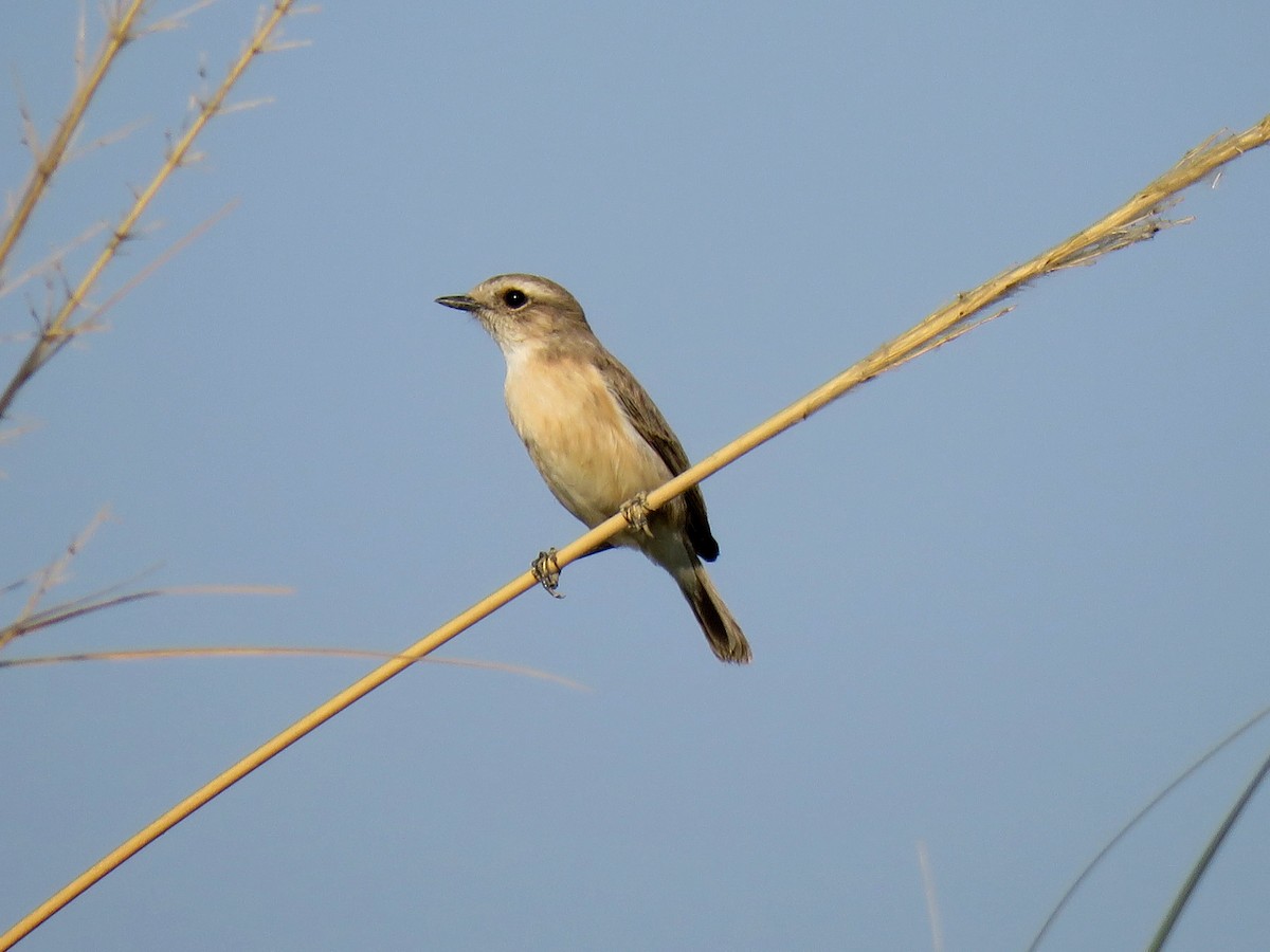 White-tailed Stonechat - Jose Estrada