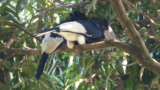 Black-and-white-casqued Hornbill - ML613550791