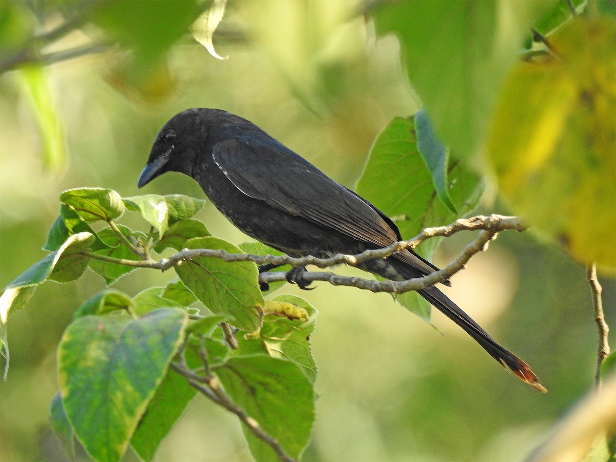 Black Drongo - ML613550793