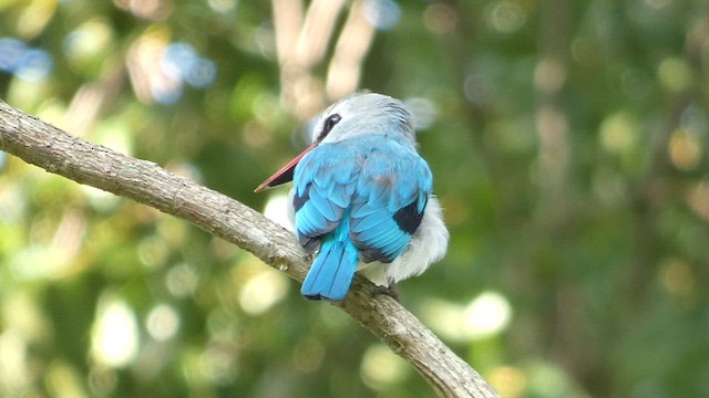 Woodland Kingfisher - ML613550796