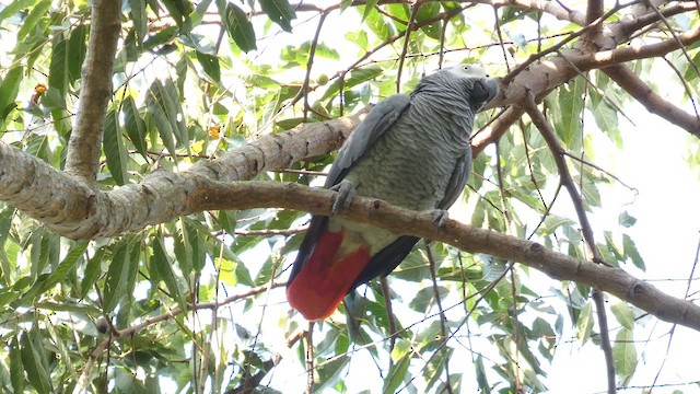 Gray Parrot - ML613550804