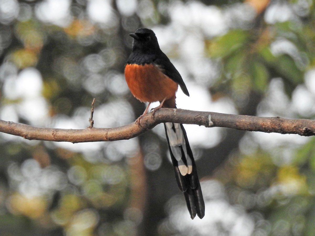 White-rumped Shama - ML613550809