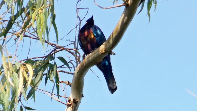 Splendid Starling - ML613550810