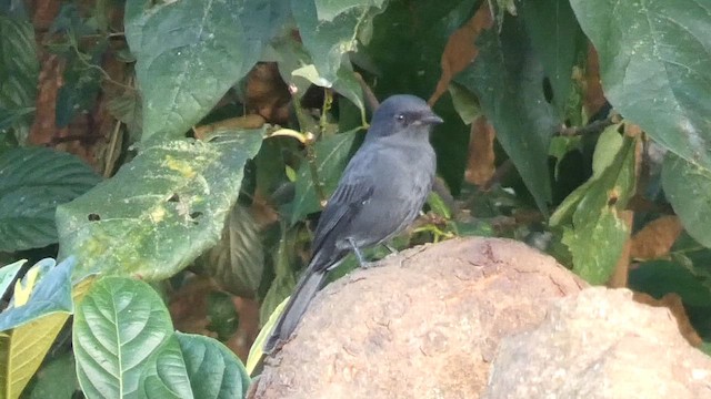 Northern Black-Flycatcher - ML613550816