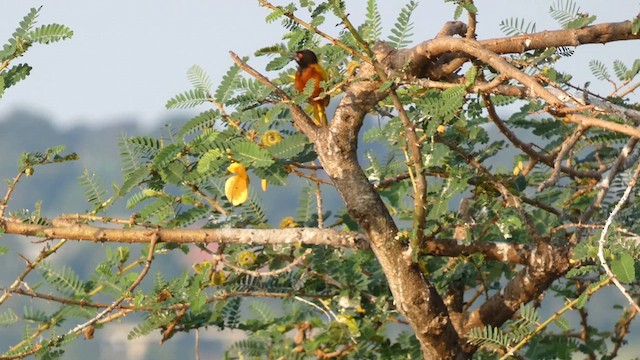 Tisserin à dos d'or - ML613550834