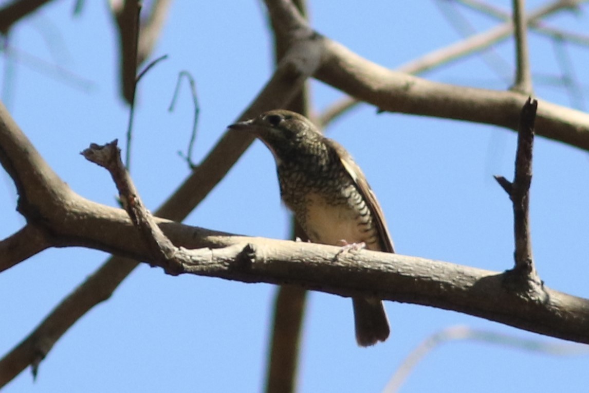 White-throated Rock-Thrush - ML613550843