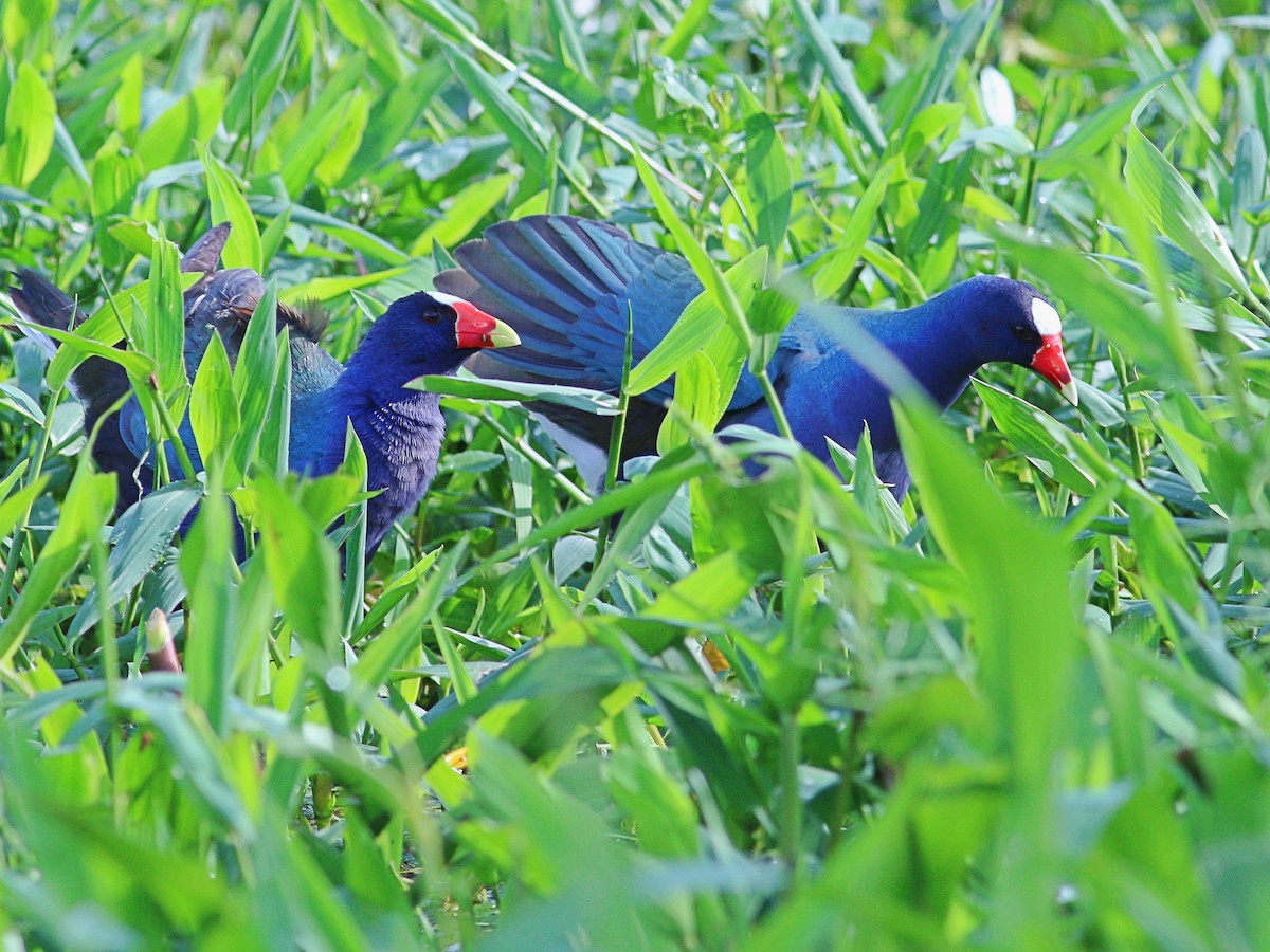 Purple Gallinule - ML613550851