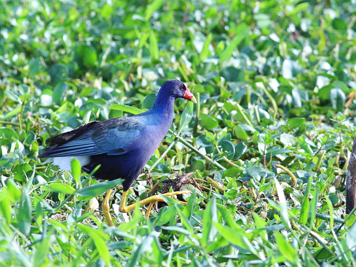 Purple Gallinule - ML613550857