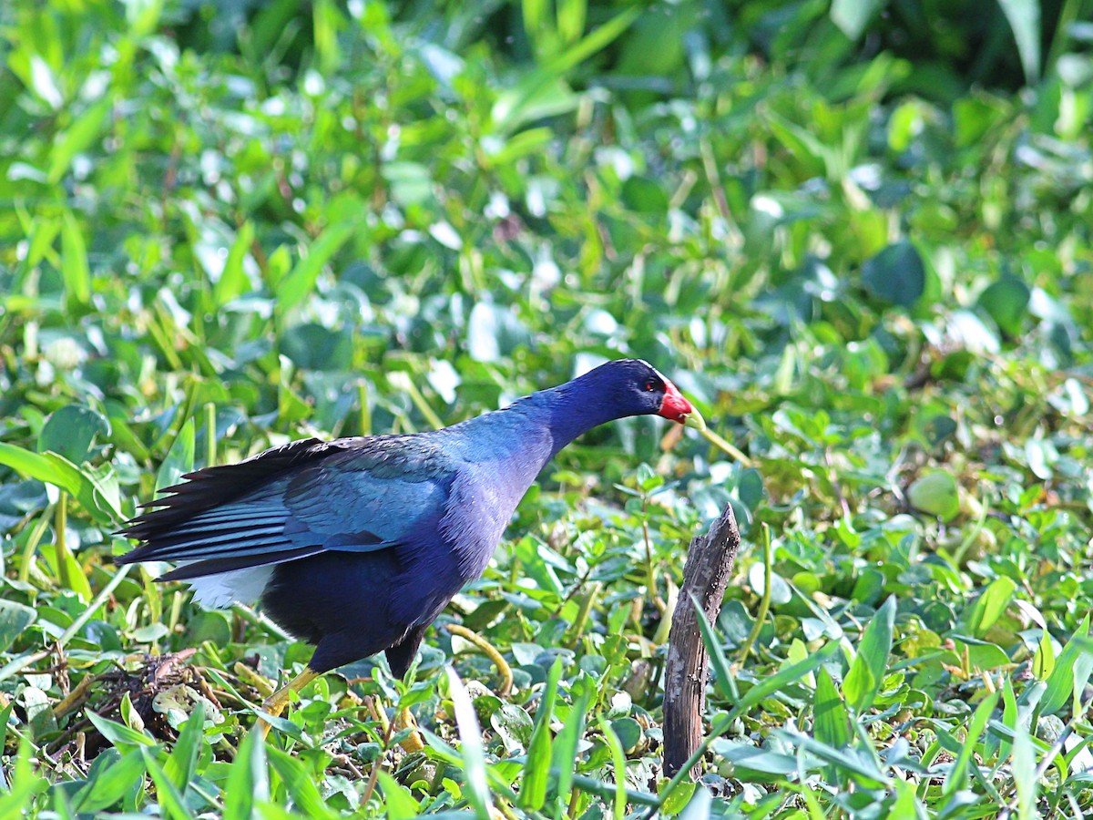 Purple Gallinule - ML613550859