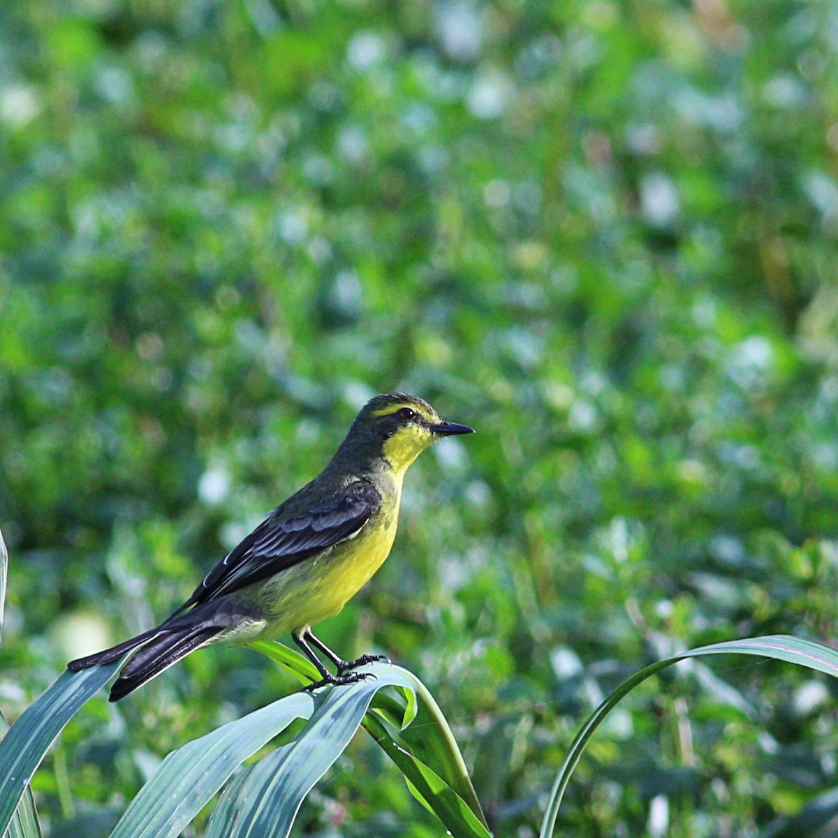 Yellow-browed Tyrant - ML613550862