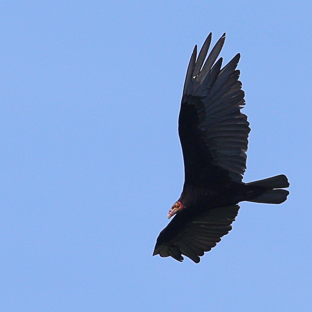 Lesser Yellow-headed Vulture - ML613550871