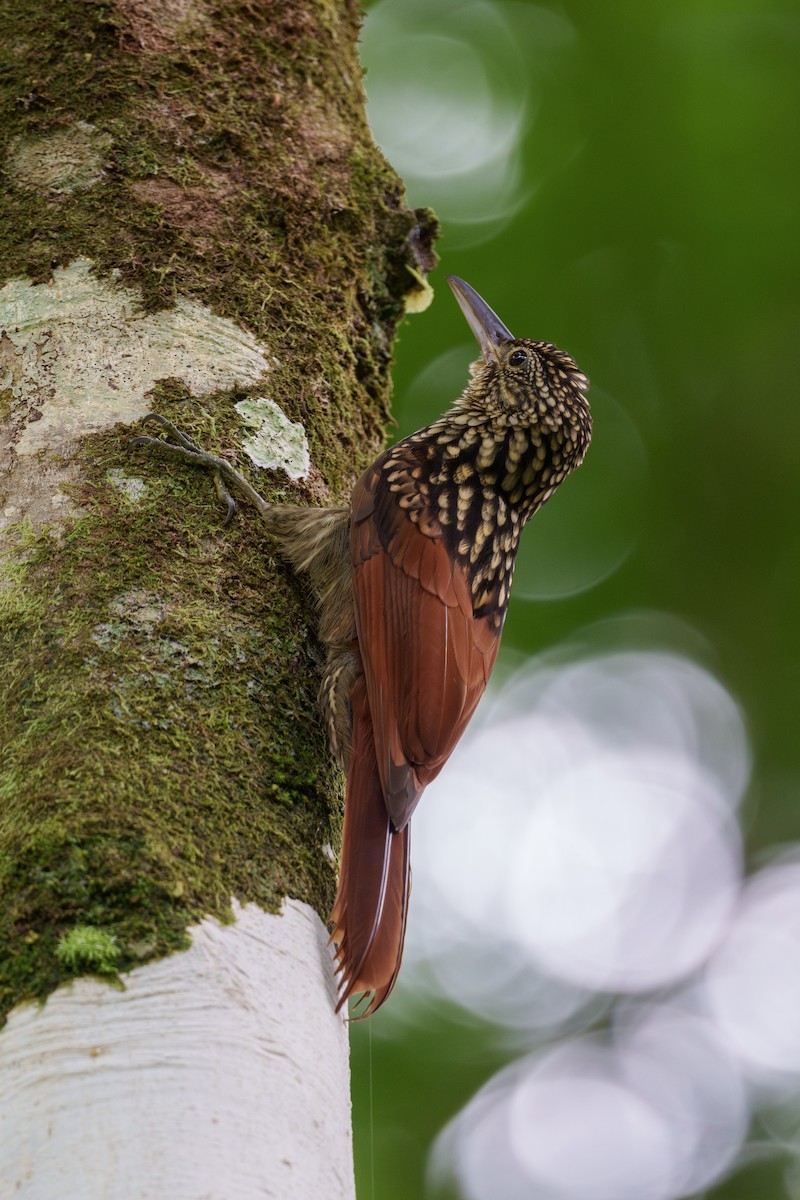 Black-striped Woodcreeper - Jeff Hapeman