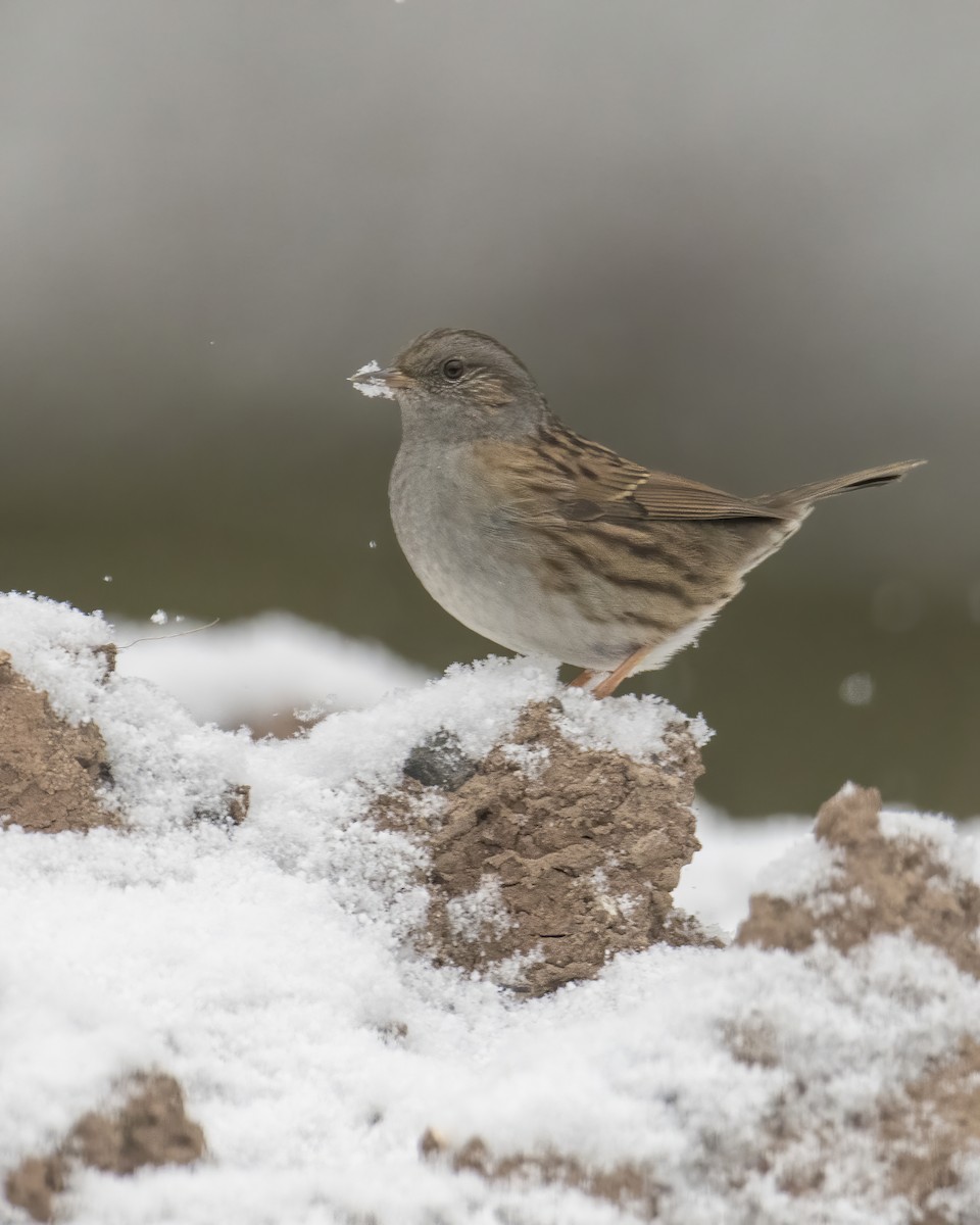 Dunnock - ML613551007