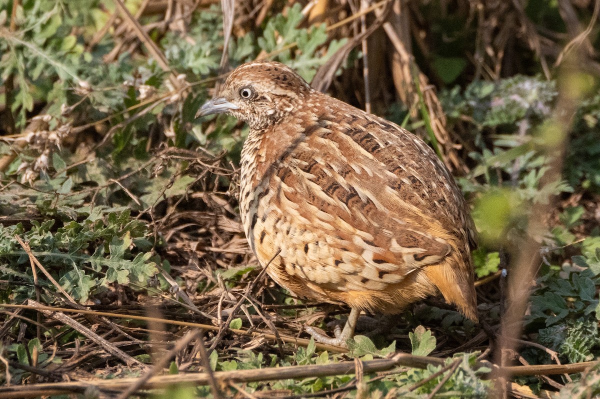 Barred Buttonquail - ML613551010