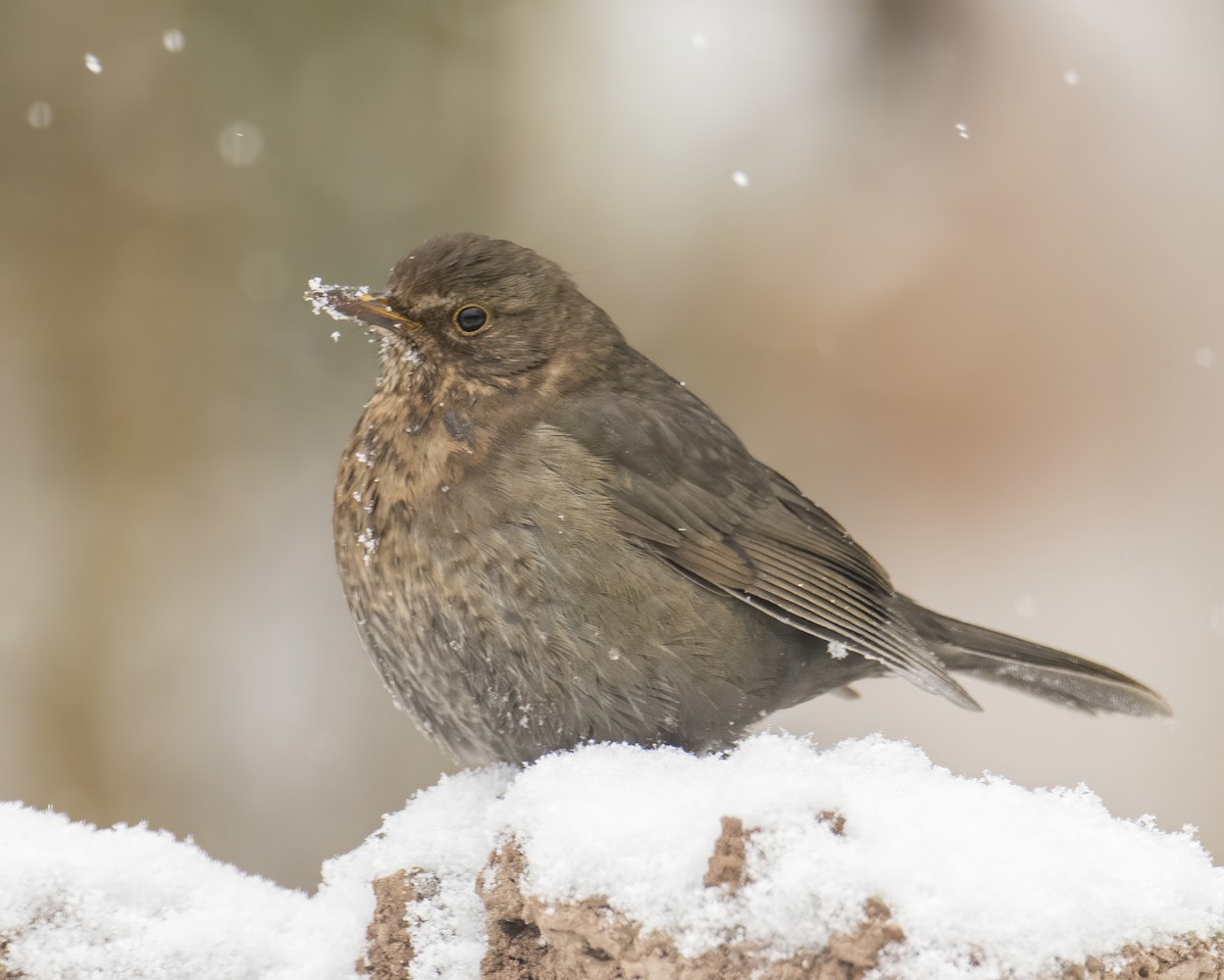 Eurasian Blackbird - ML613551018