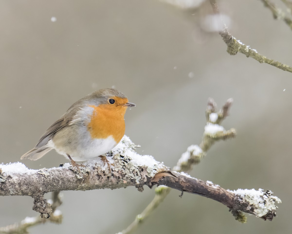 European Robin - ML613551021