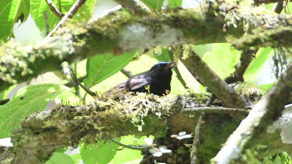 Capped Conebill - ML613551035