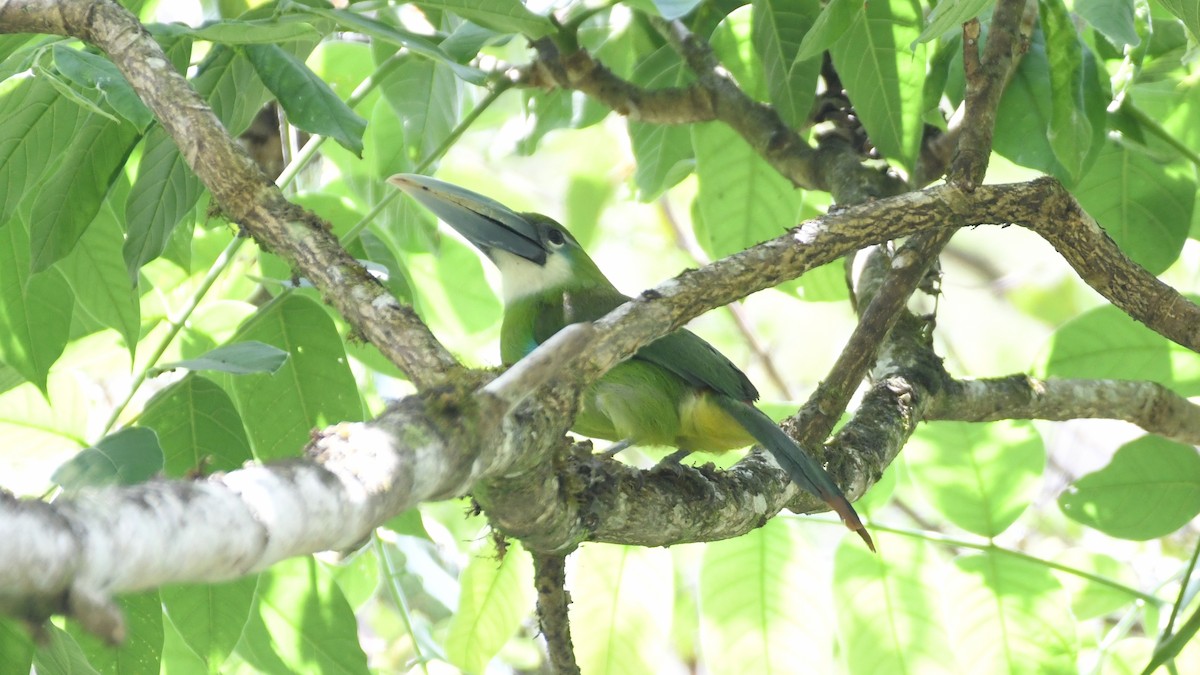 Toucanet à ceinture bleue - ML613551063