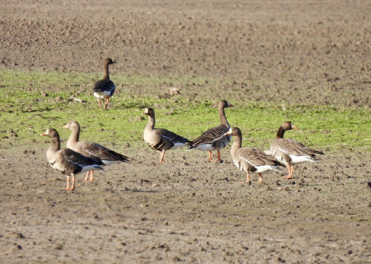 Greater White-fronted Goose - ML613551109