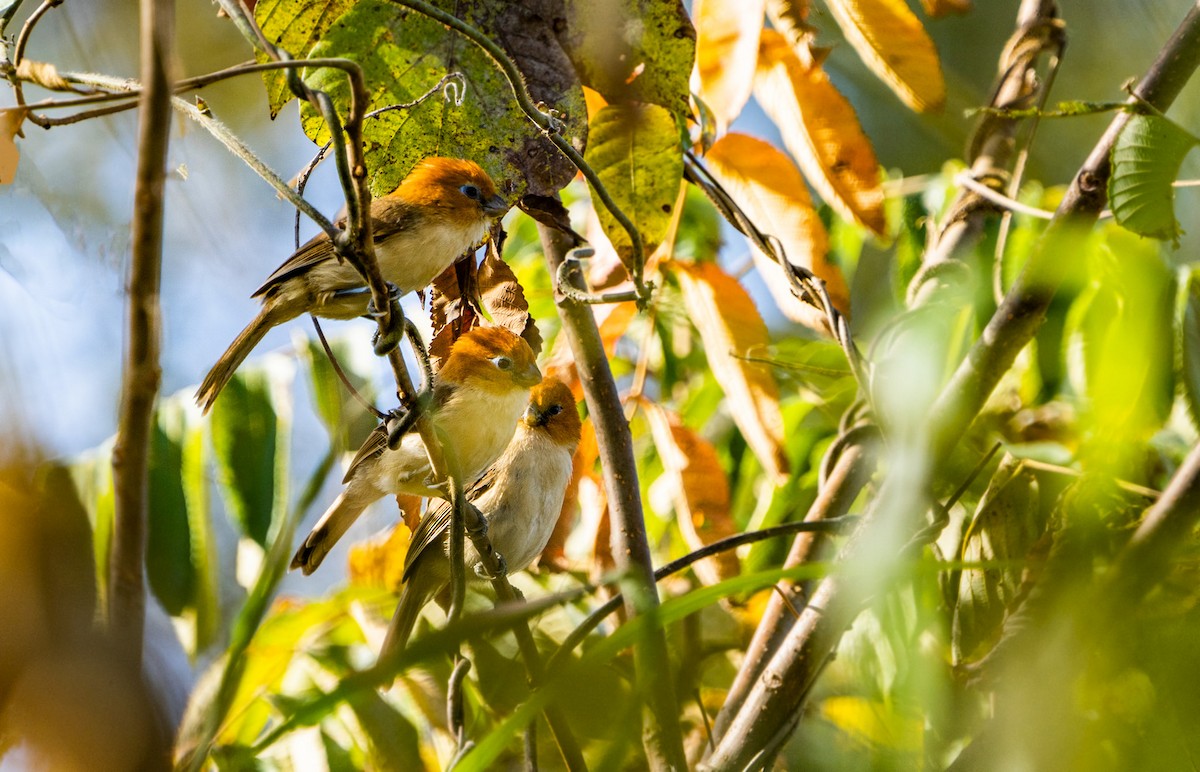 Rufous-headed Parrotbill - ML613551112