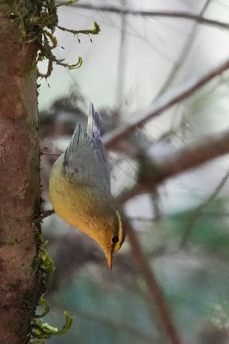 Sulphur-bellied Warbler - ML613551125