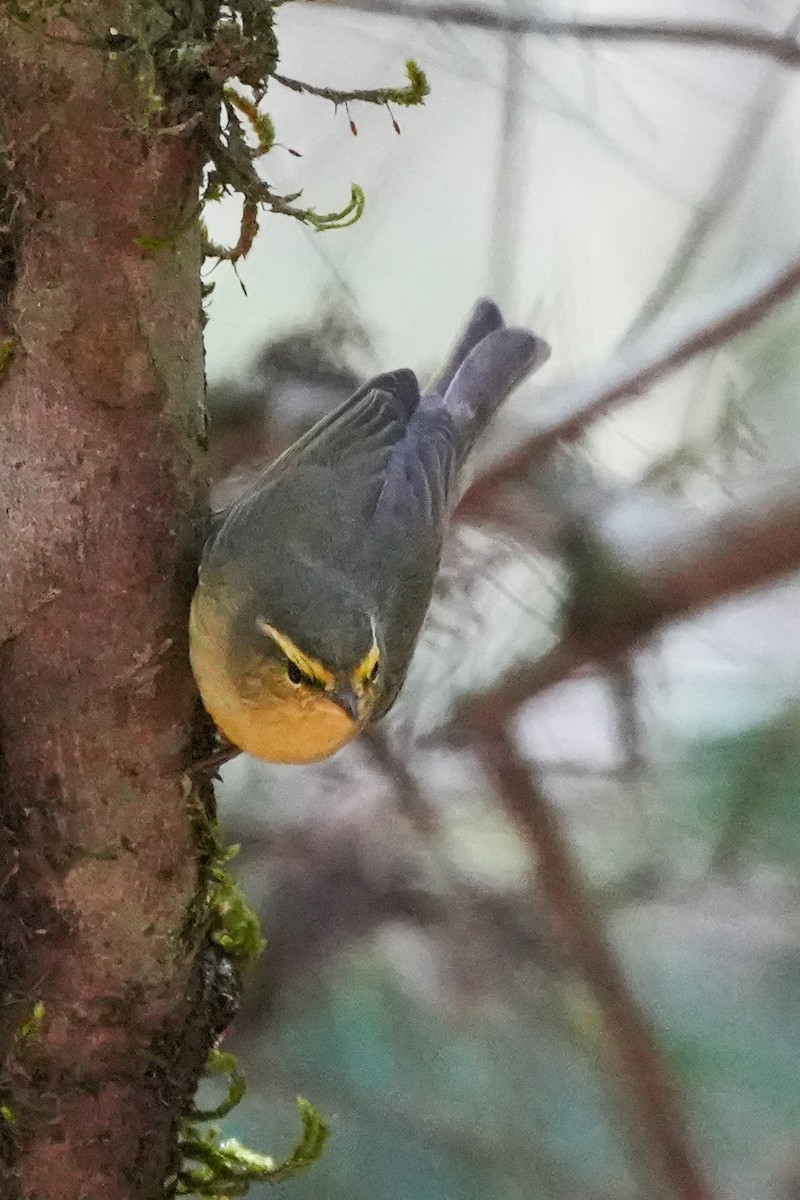 Sulphur-bellied Warbler - ML613551126