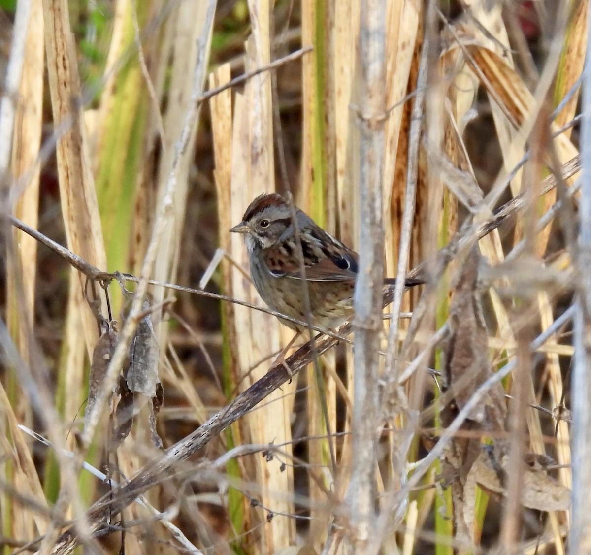 Swamp Sparrow - ML613551156