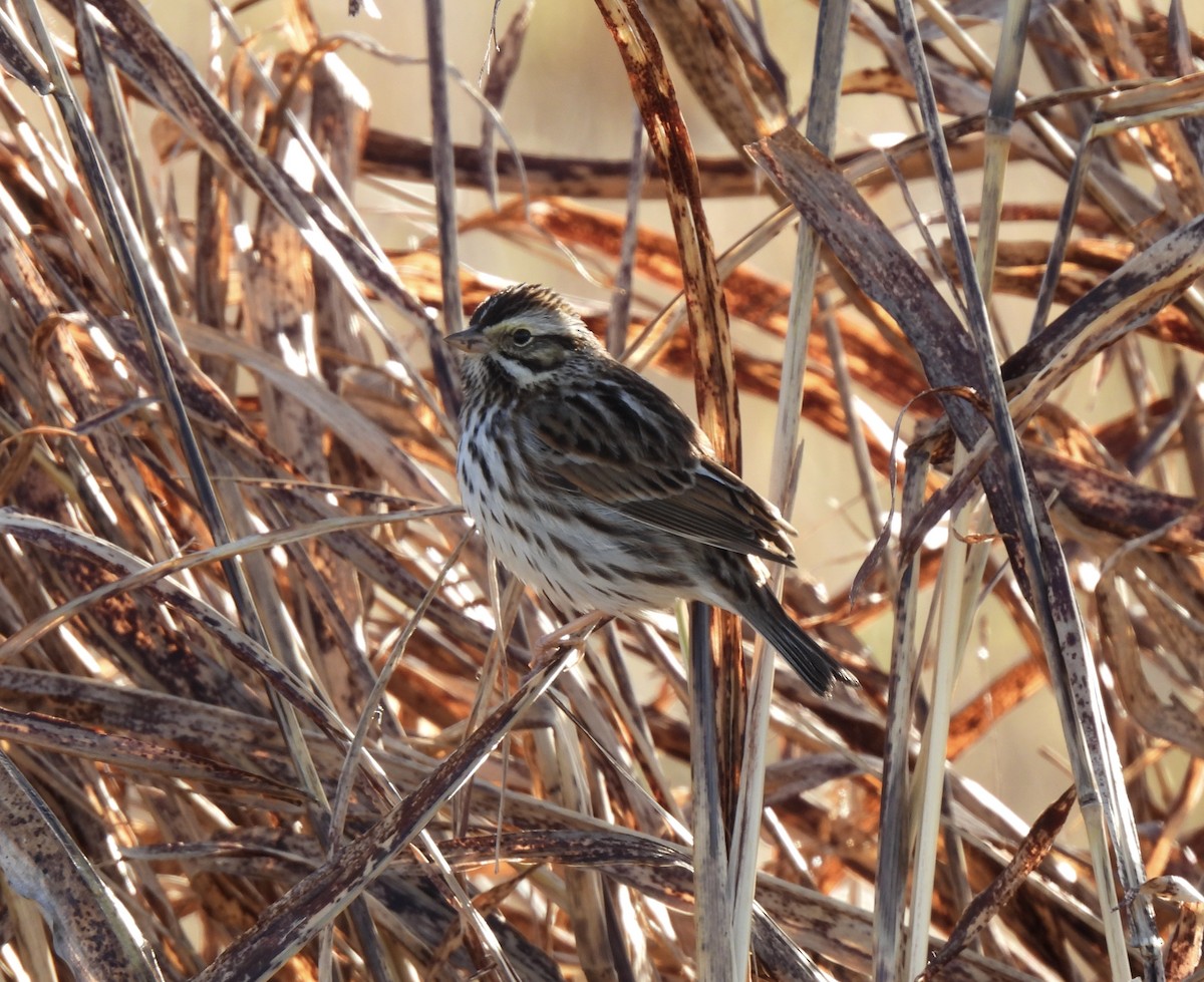 Savannah Sparrow - ML613551175
