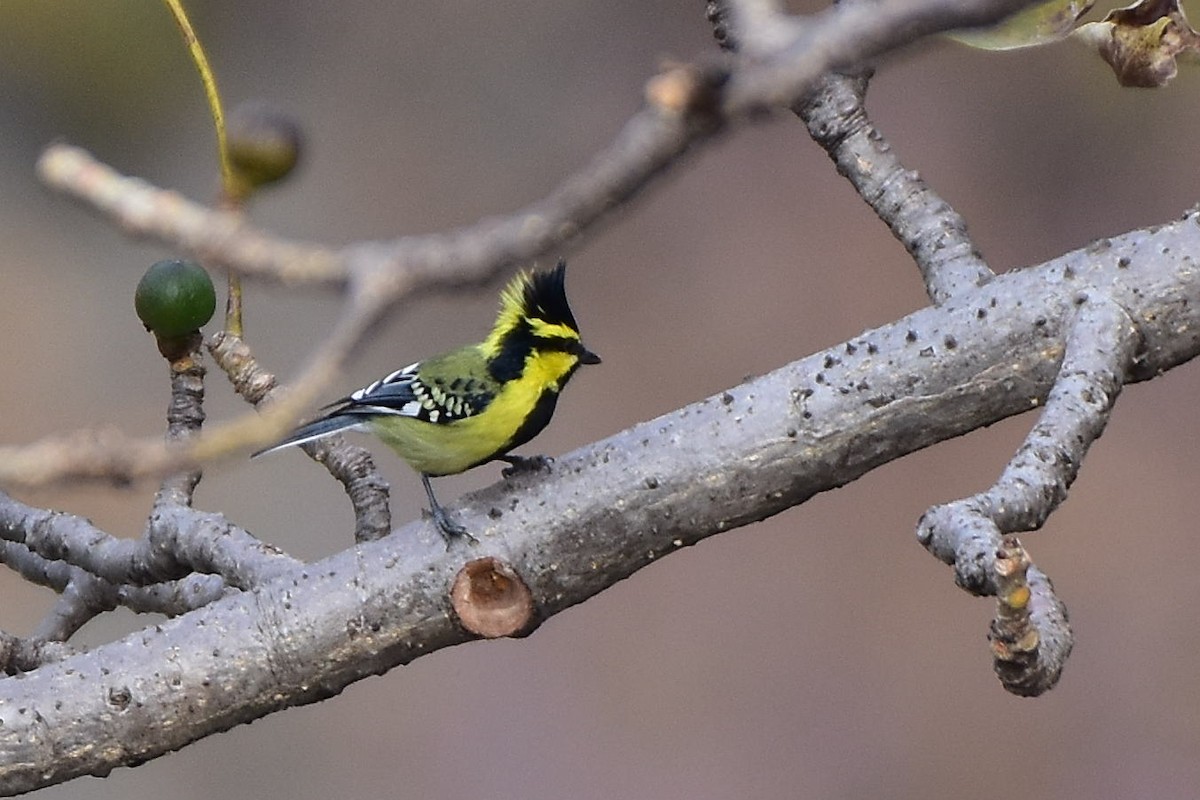 Himalayan Black-lored Tit - ML613551240