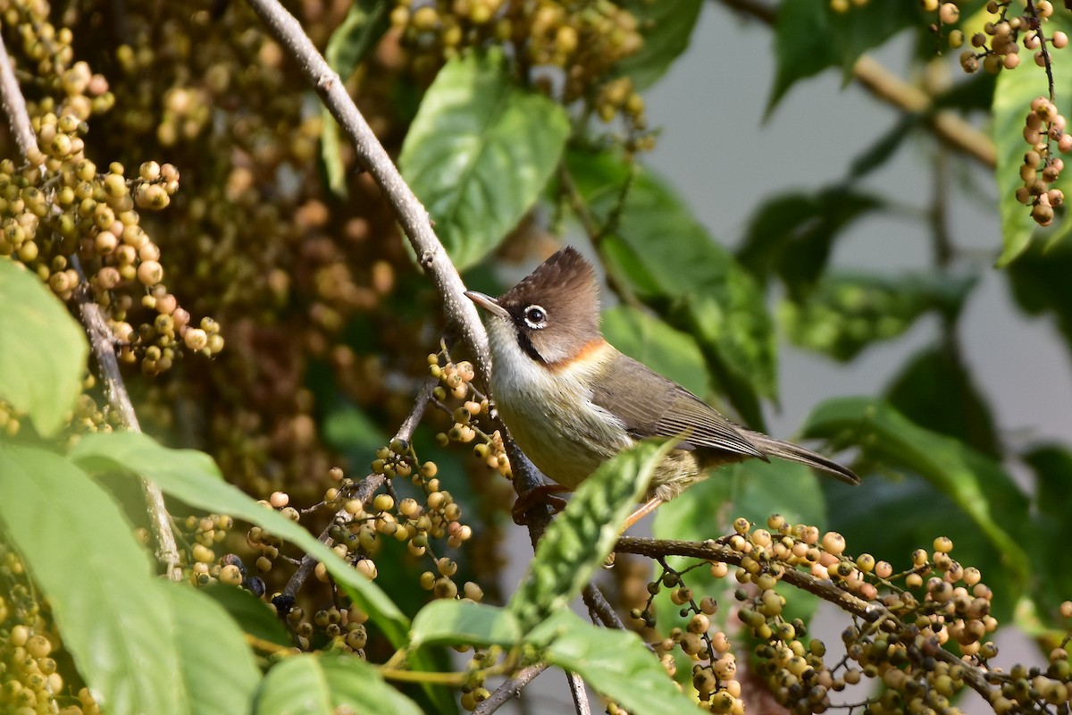 Whiskered Yuhina - Harish Dobhal