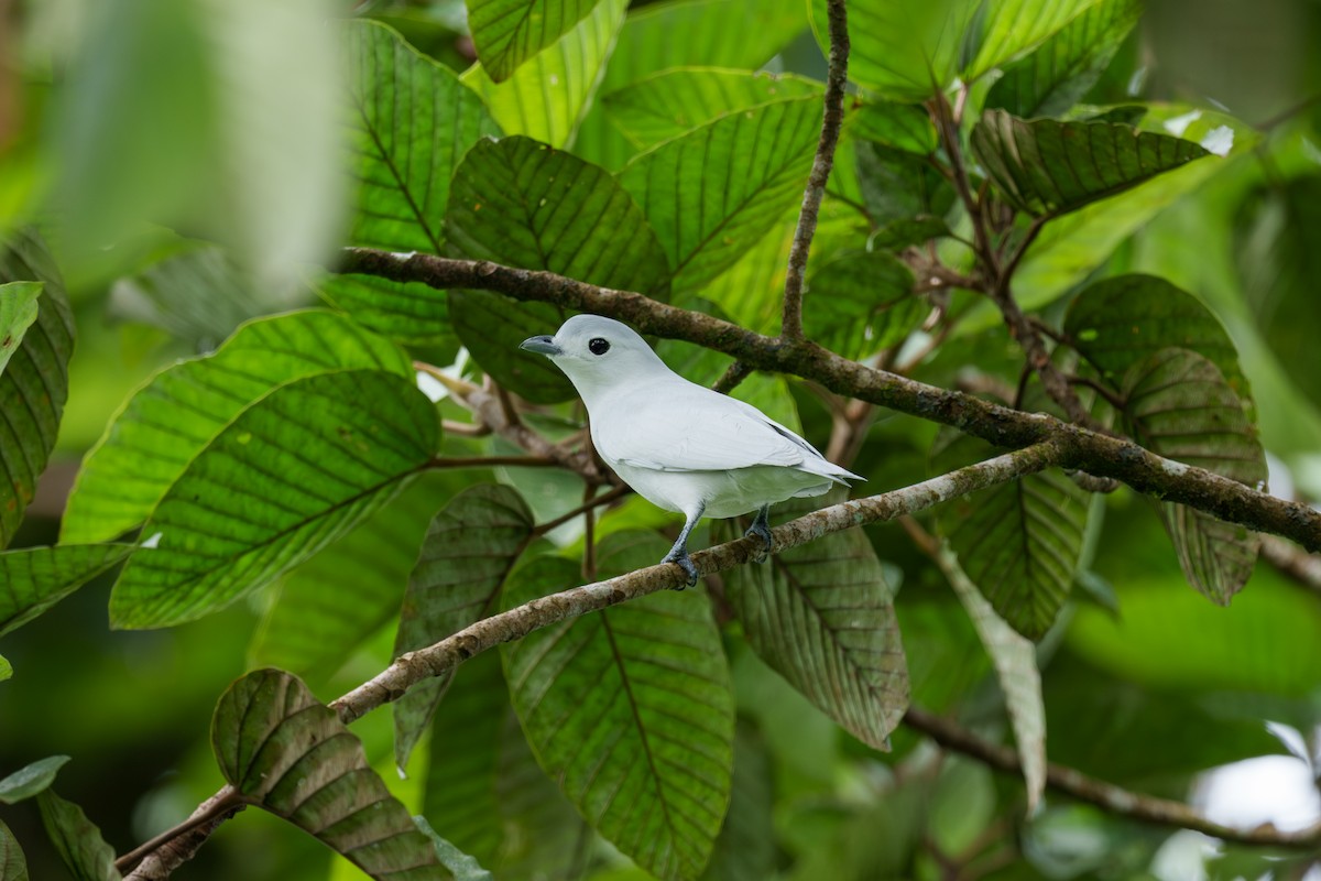 Snowy Cotinga - Jeff Hapeman