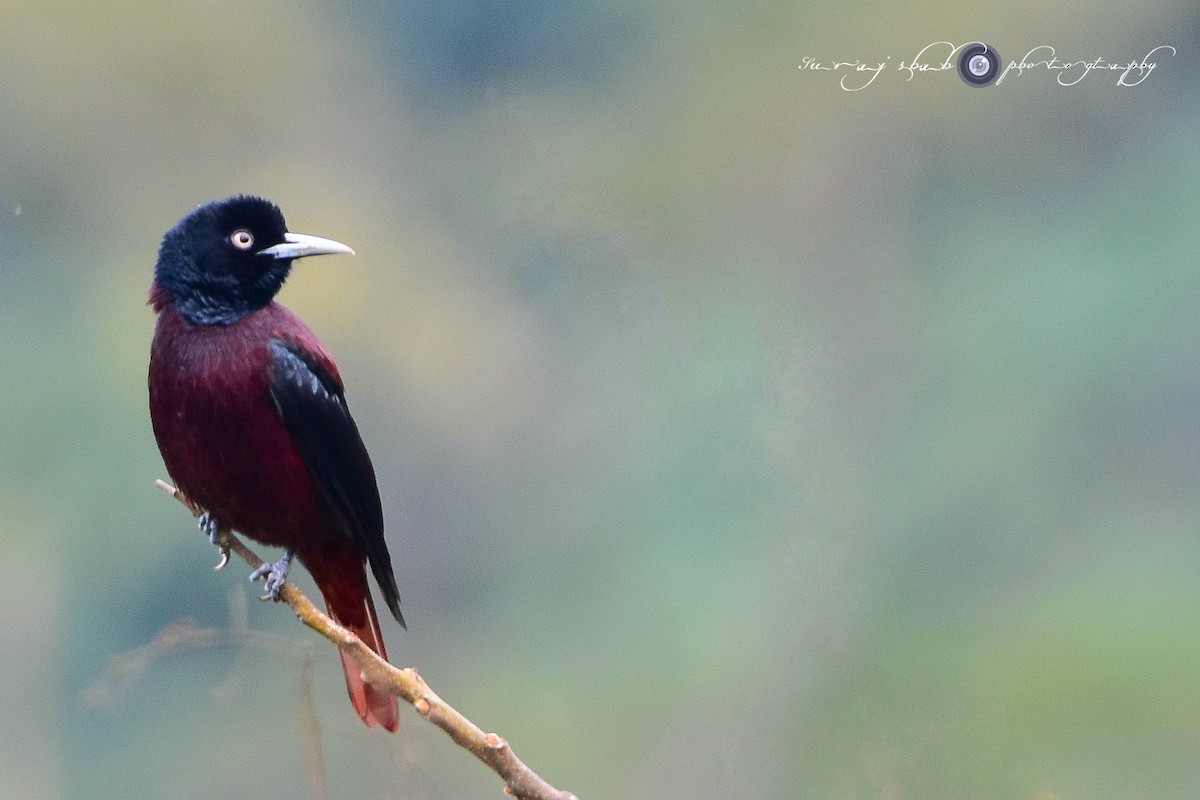 Maroon Oriole - ML613551431