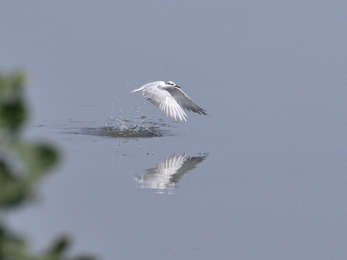 Whiskered Tern - ML613551439