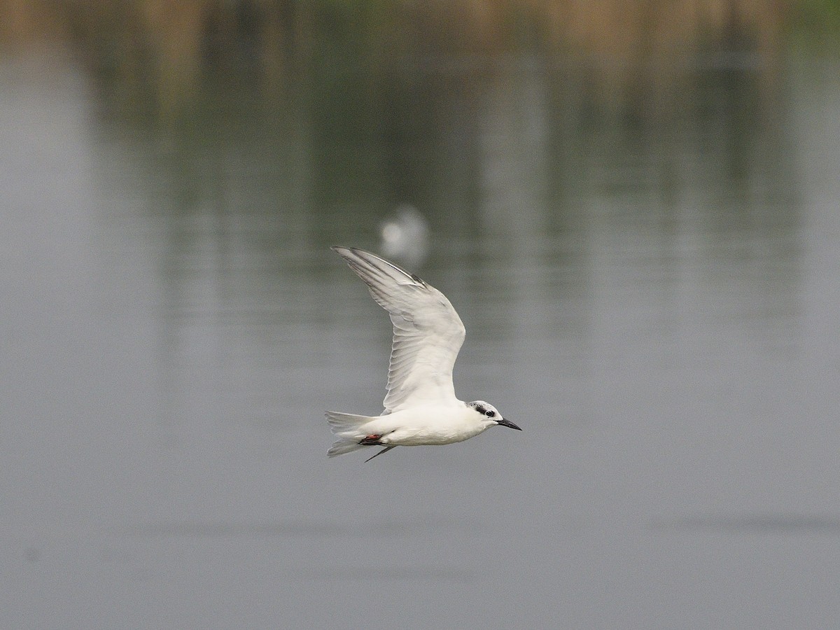 Whiskered Tern - ML613551440