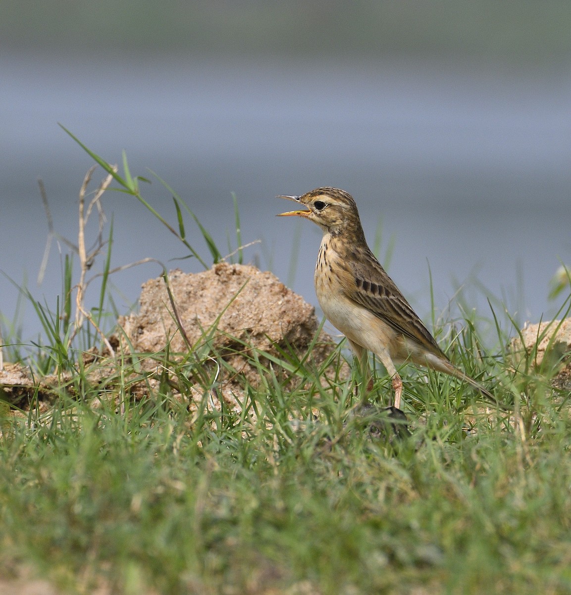 Paddyfield Pipit - ML613551448