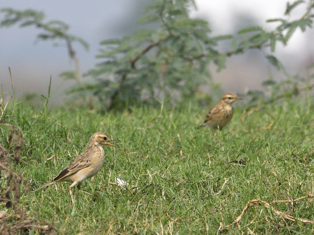 Paddyfield Pipit - ML613551449