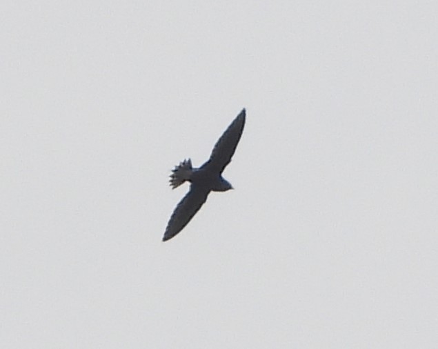 Brown-backed Needletail - ML613551483