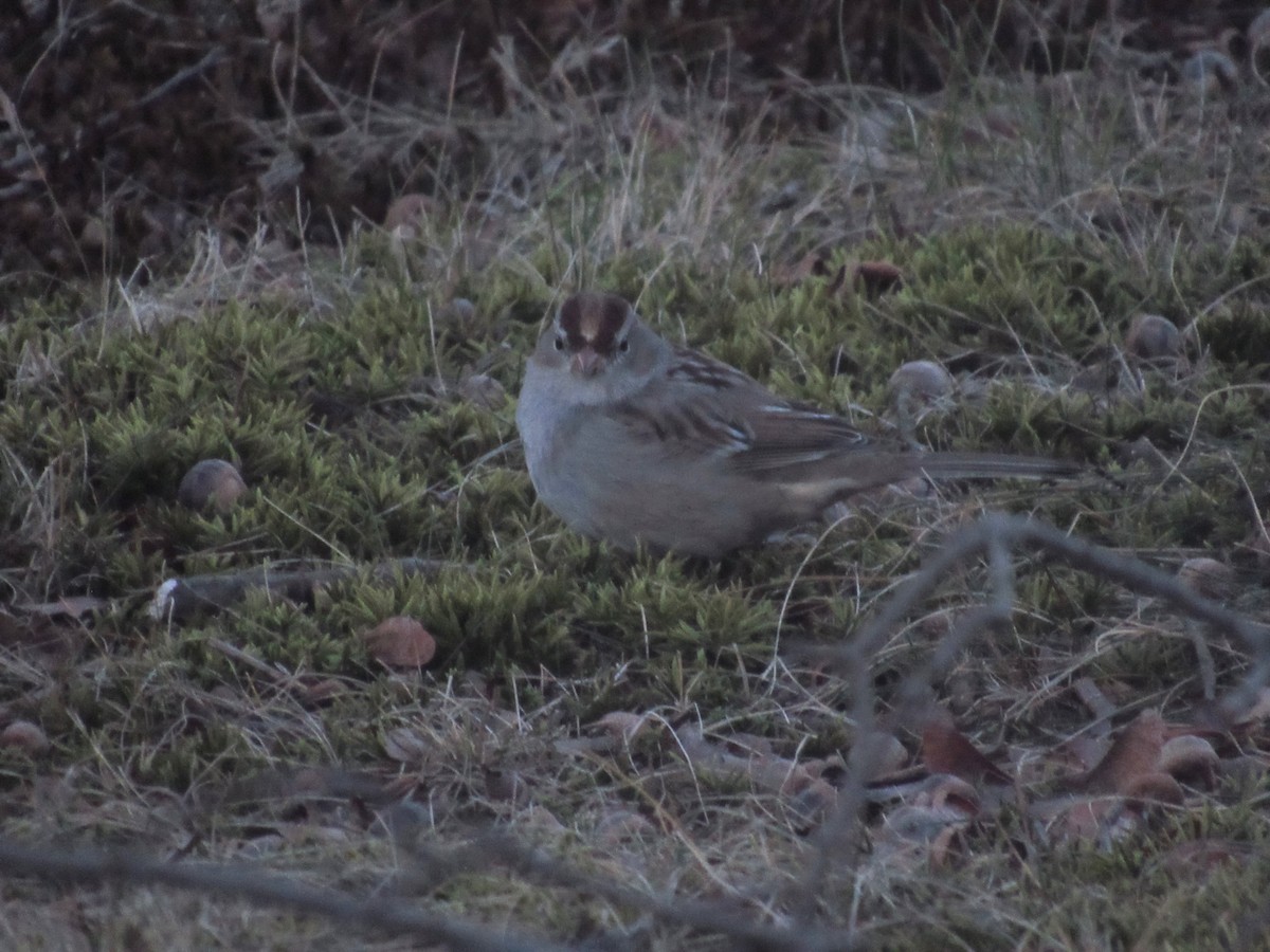White-crowned Sparrow - Dan Brauning