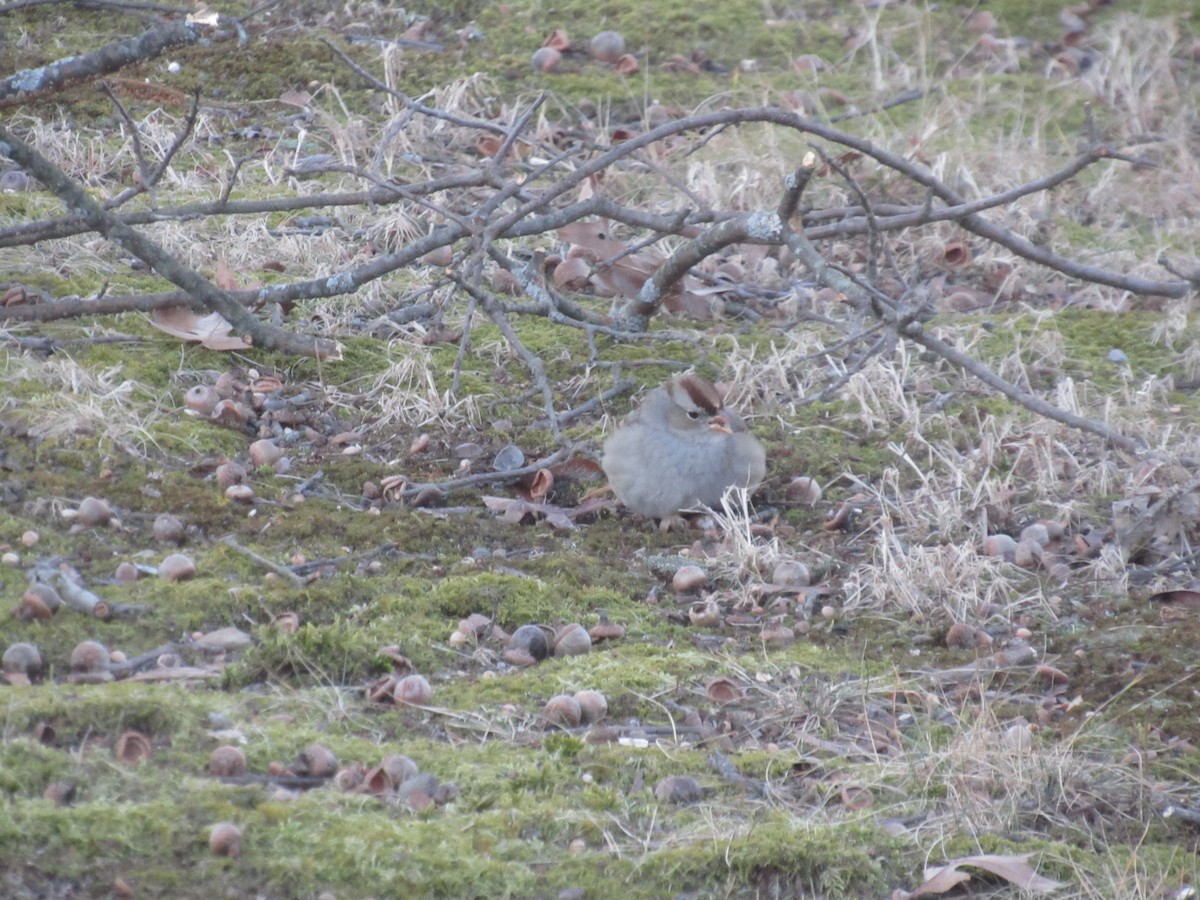 Bruant à couronne blanche - ML613551502