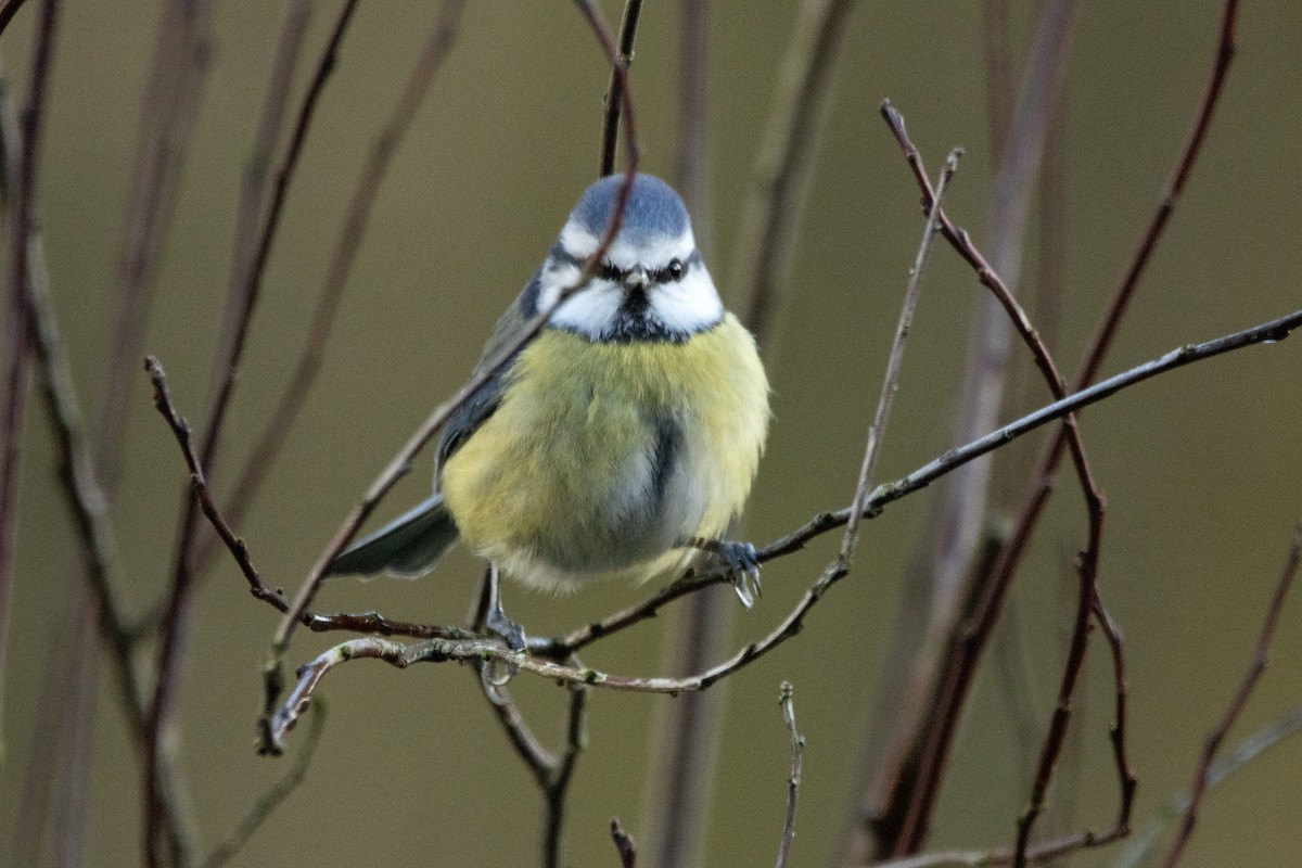 Eurasian Blue Tit - ML613551521