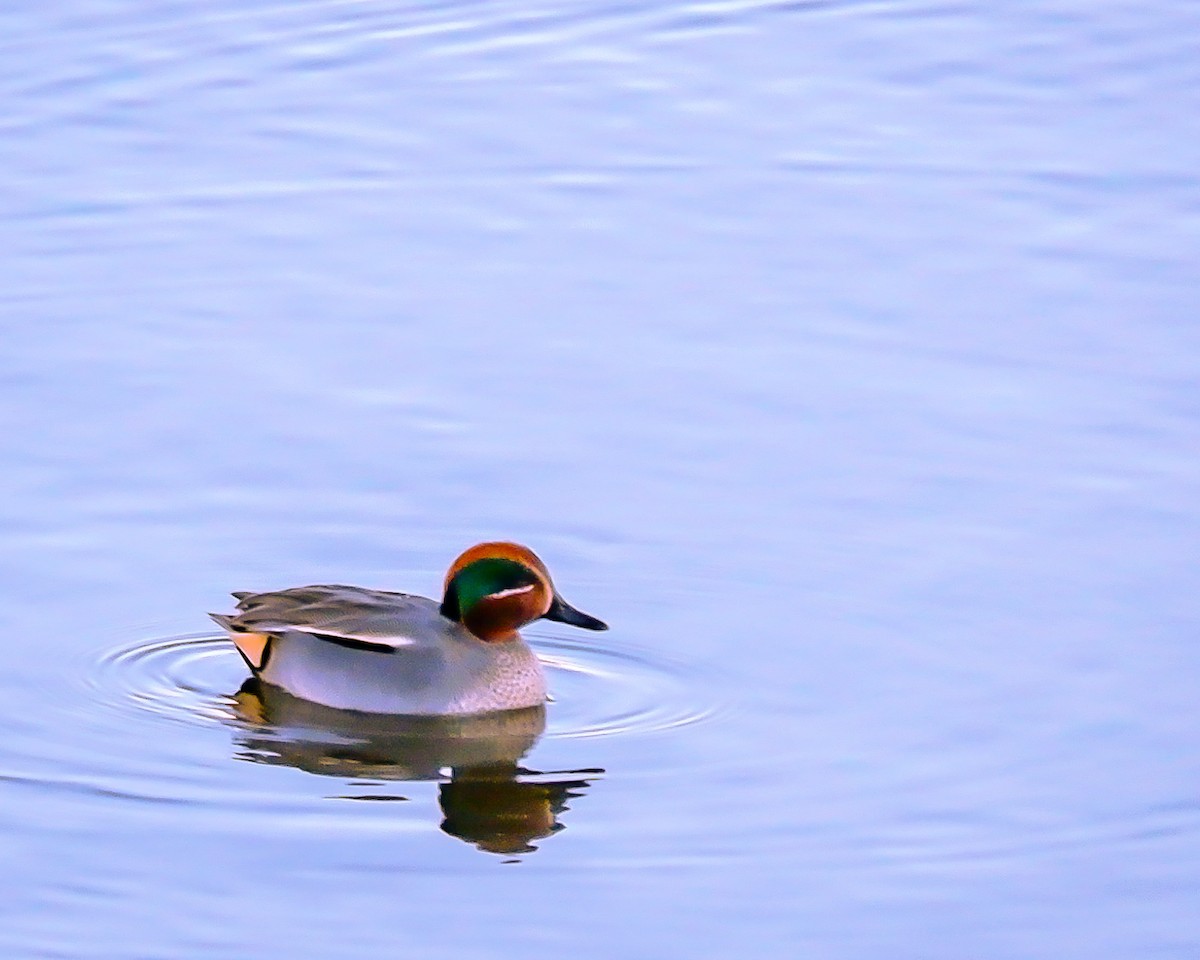 Green-winged Teal - ML613551599