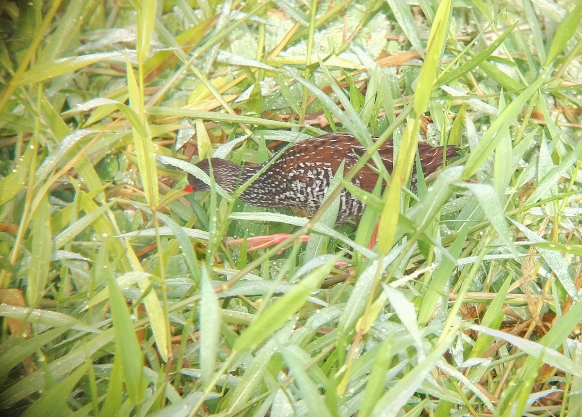 Spotted Rail - ML613551682