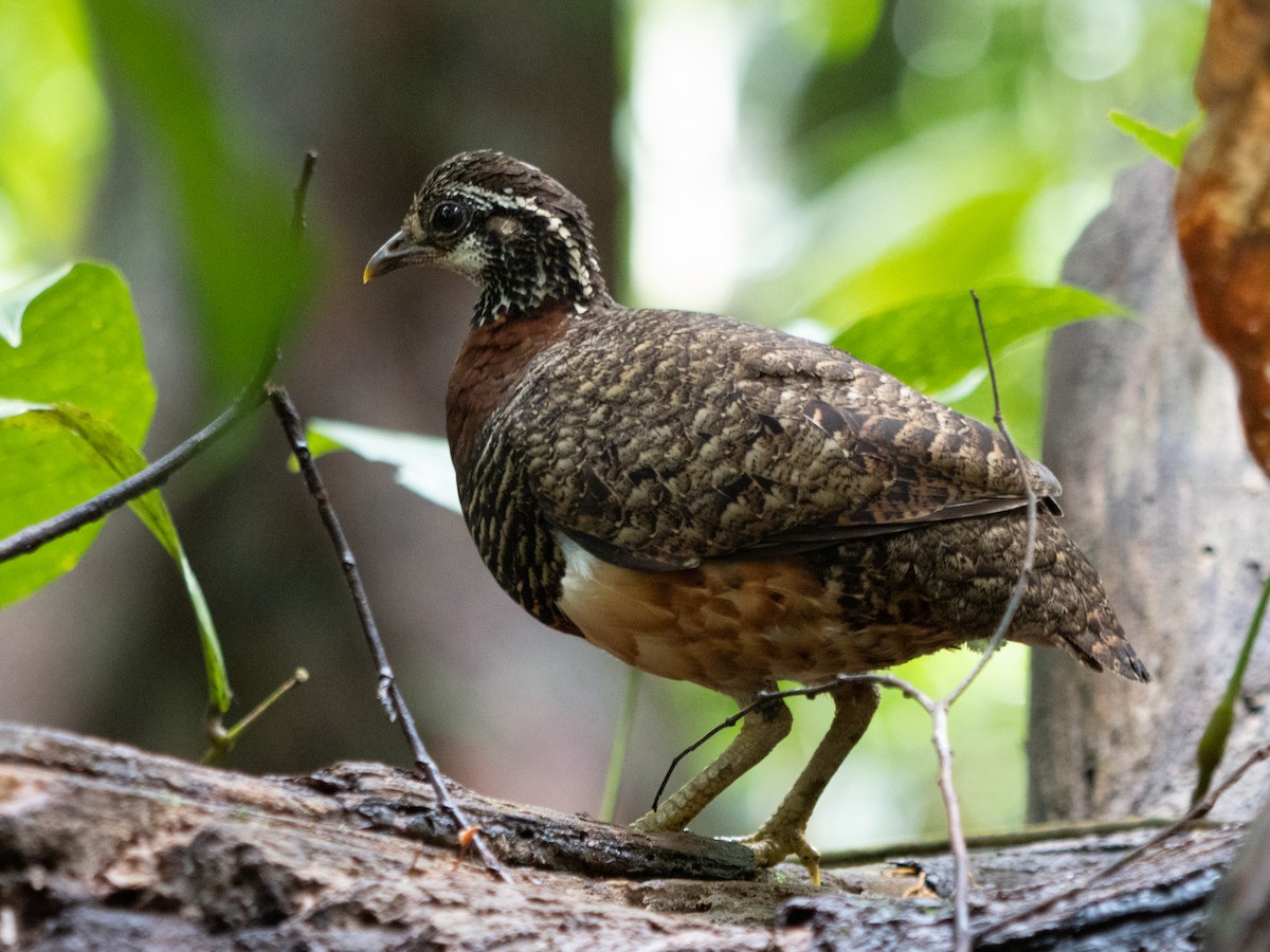 Sabah Partridge - ML613551699