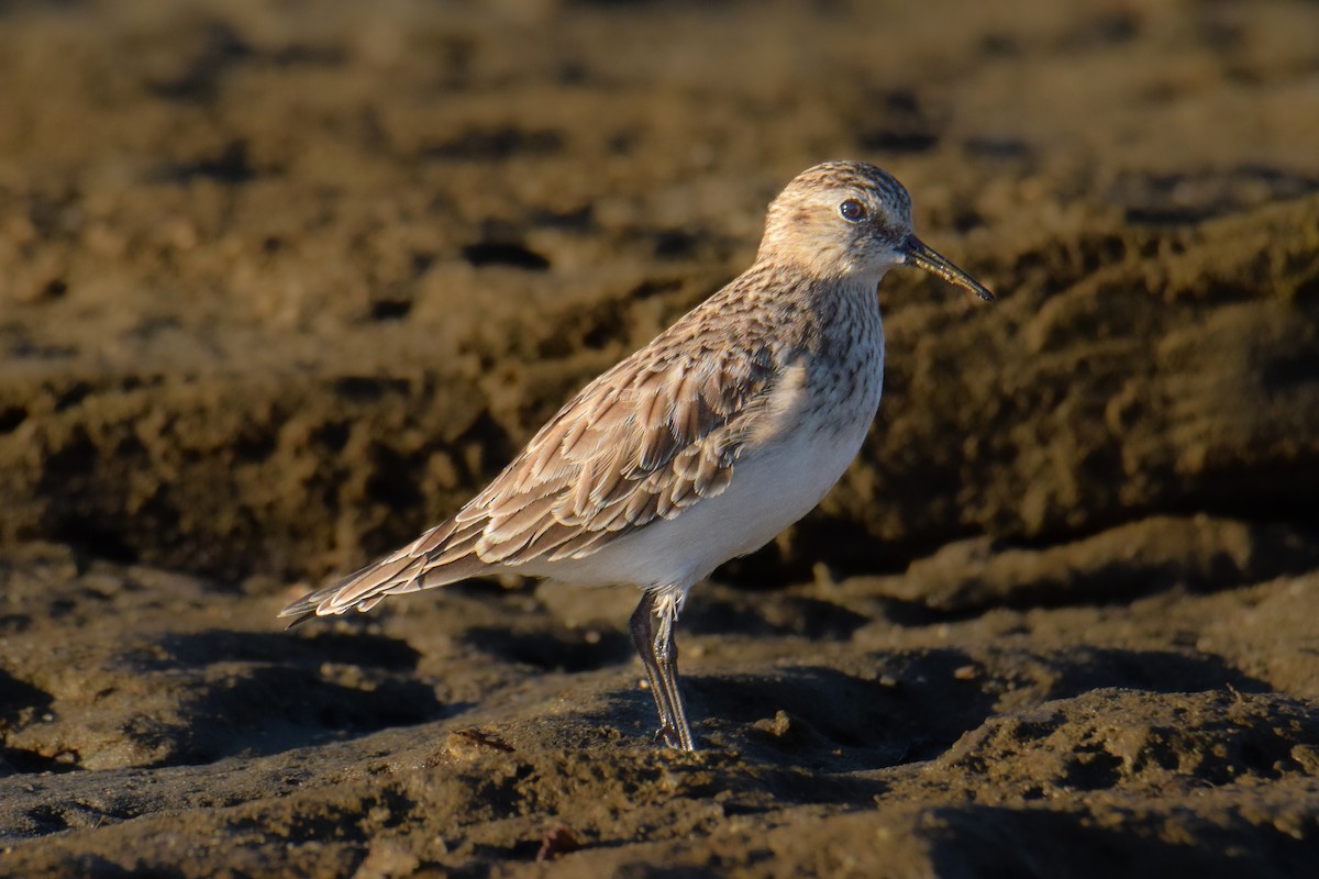 Baird's Sandpiper - ML613551711